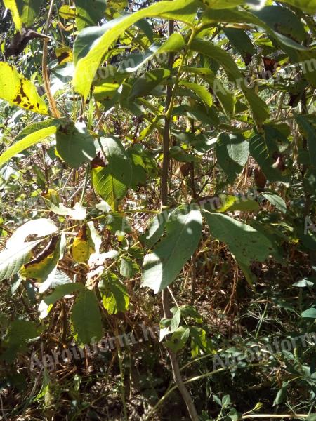 Milotas seedling walnut tree for sale