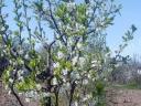 I don't know, plum saplings for sale