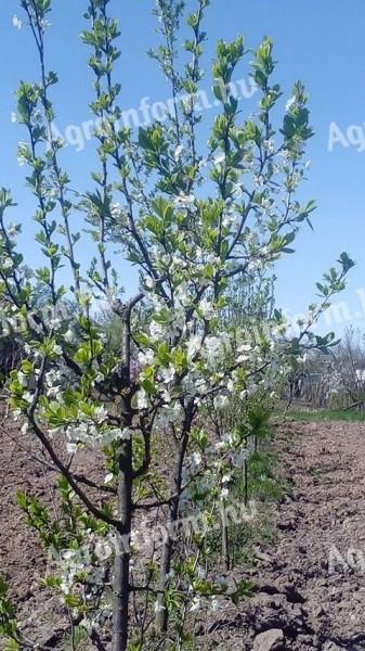 I don't know, plum saplings for sale