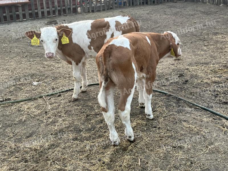 8 bull calves for sale