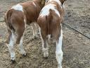 8 bull calves for sale