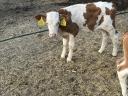 8 bull calves for sale