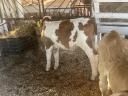 8 bull calves for sale