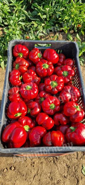 Peppers for sale