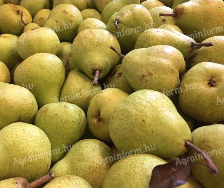 Packhams eating pears for sale