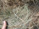 Mountain hay for sale