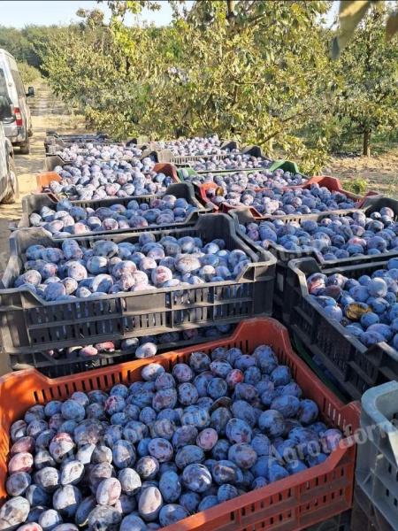 High quality plums for sale