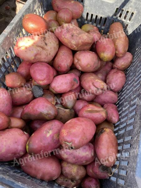 Fodder potatoes