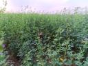 Farmland for sale in Jánkmajtis, next to the main road