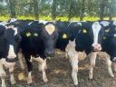 25 pedigree Holstein heifers for sale