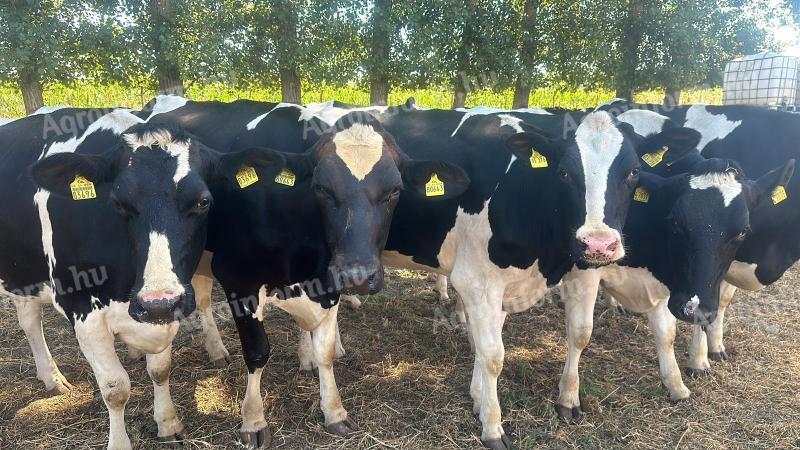 25 de juninci Holstein cu pedigree de vânzare