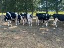 25 pedigree Holstein heifers for sale