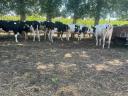 25 pedigree Holstein heifers for sale