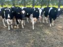 25 pedigree Holstein heifers for sale