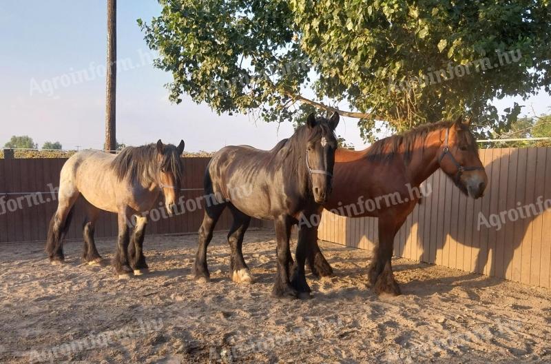 Belgian mare