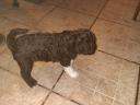 Lagotto Romagnolo