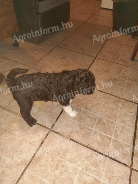 Lagotto Romagnolo