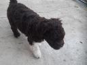 Lagotto Romagnolo