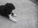 Lagotto Romagnolo