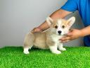 Pedigree pembroke welsh corgi catelus