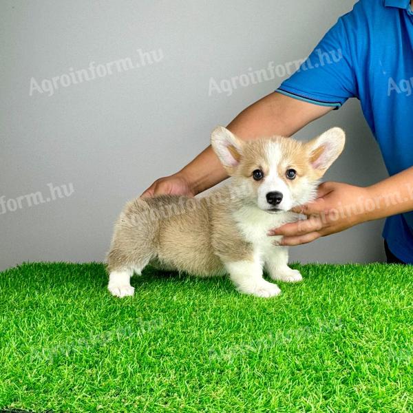 Pedigree pembroke welsh corgi catelus