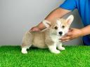 Rodokmen pembroke welsh corgi štěně