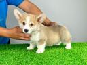 Pedigree pembroke welsh corgi puppy