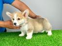 Pembroke Welsh Corgi Welpe mit Stammbaum