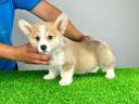 Rodokmen pembroke welsh corgi štěně