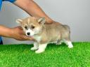 Pedigree pembroke welsh corgi puppy