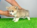 Rodovniški pembroke welsh corgi mladiček