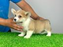 Pedigree pembroke welsh corgi puppy