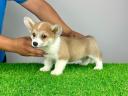 Šteniatko Pembroke Welsh Corgi s rodokmeňom