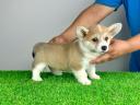 Pedigree pembroke welsh corgi catelus