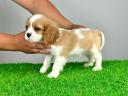 Pedigree Cavalier King Charles Spaniel puppy