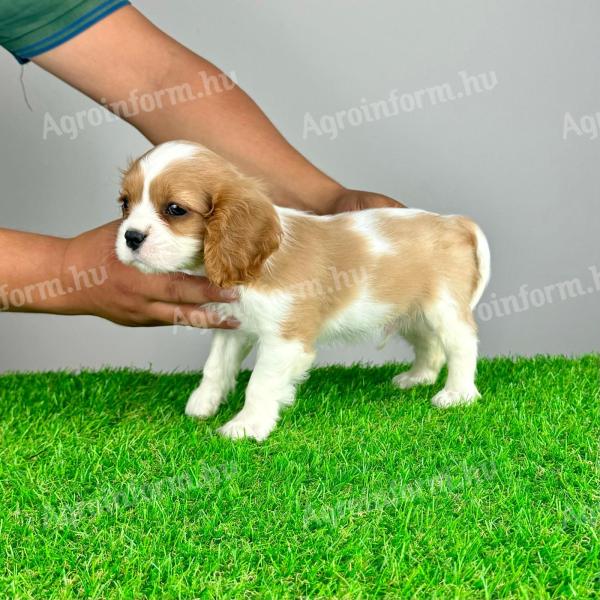 Pedigree Cavalier King Charles Spaniel puppy