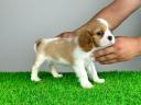 Abstammung: Cavalier King Charles Spaniel Welpe