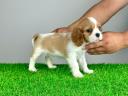 Abstammung: Cavalier King Charles Spaniel Welpe