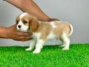 Pedigree Cavalier King Charles Spaniel puppy