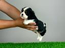 Pedigree Cavalier King Charles Spaniel puppy