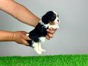 Pedigree Cavalier King Charles Spaniel puppy