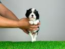 Rodovniški Cavalier King Charles Spaniel mladiček