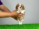 Abstammung: Cavalier King Charles Spaniel Welpe