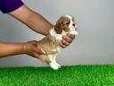 Abstammung: Cavalier King Charles Spaniel Welpe