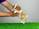 Abstammung: Cavalier King Charles Spaniel Welpe