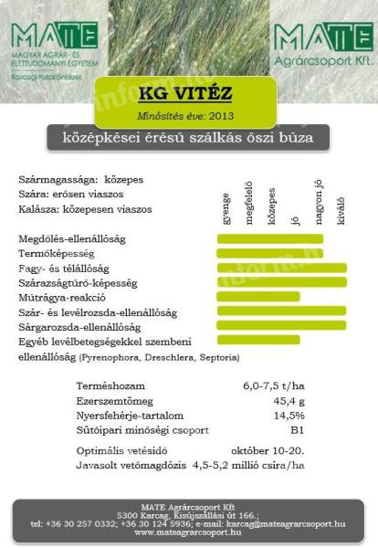 KG Vitéz winter wheat seed grade II stripped