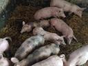 Election piglets for sale