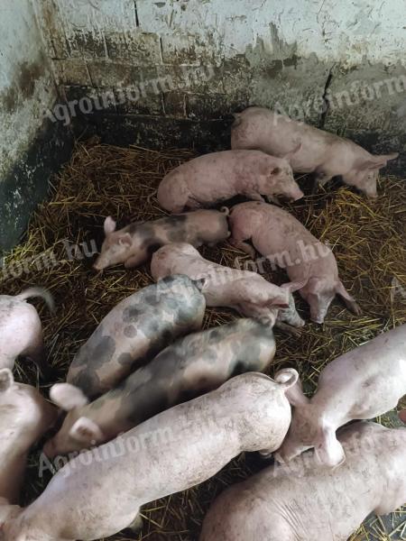 Election piglets for sale