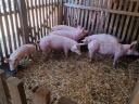 Election piglets for sale