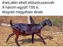 Nubian goat for sale